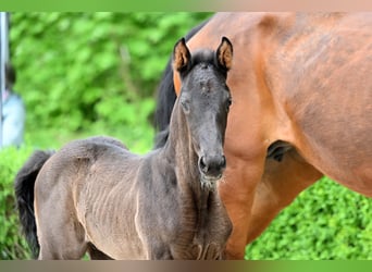 Hanoverian, Stallion, , Black