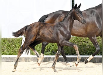 Hanoverian, Stallion, Foal (04/2025), Black