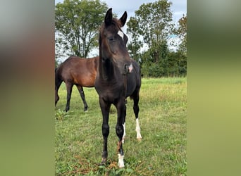 Hanoverian, Stallion, Foal (01/2026), Black