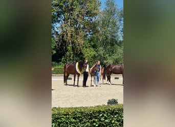 Hanoverian, Stallion, Foal (01/2026), Black