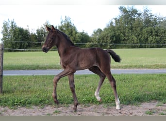 Hanoverian, Stallion, Foal (06/2025), Black