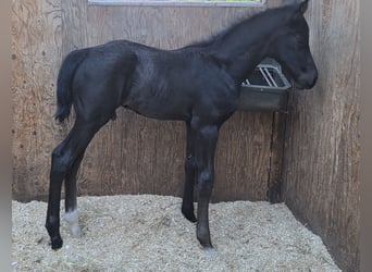 Hanoverian, Stallion, Foal (05/2026), Black
