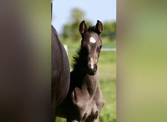 Hanoverian, Stallion, , Black