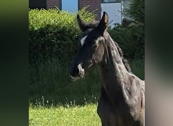 Hanoverian, Stallion, Foal (04/2026), Black