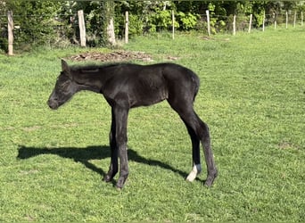 Hanoverian, Stallion, Foal (04/2026), Black