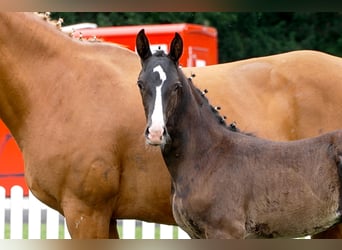Hanoverian, Stallion, , Black