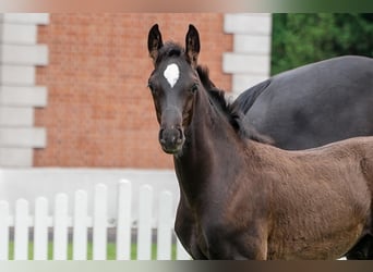 Hanoverian, Stallion, , Black