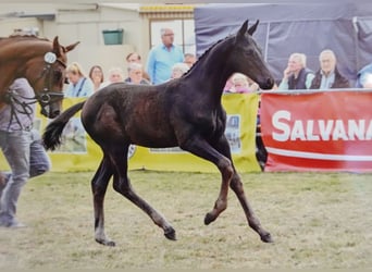 Hanoverian, Stallion, Foal (05/2025), Black
