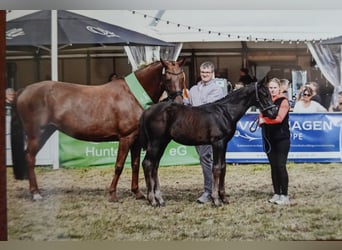 Hanoverian, Stallion, Foal (05/2025), Black
