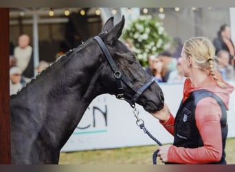 Hanoverian, Stallion, Foal (05/2025), Black