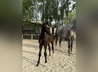 Hanoverian, Stallion, Foal (04/2026), Black