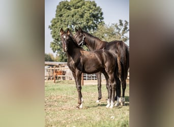 Hanoverian, Stallion, Foal (06/2025), Black