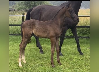 Hanoverian, Stallion, Foal (04/2024), Black