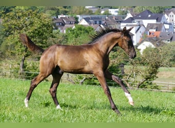 Hanoverian, Stallion, Foal (04/2024), Black