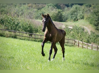 Hanoverian, Stallion, Foal (04/2024), Black