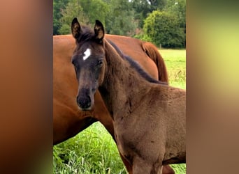 Hanoverian, Stallion, Foal (04/2026), Black