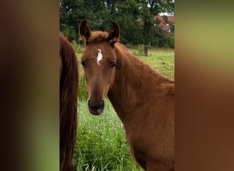 Hanoverian, Stallion, Foal (04/2026), Black