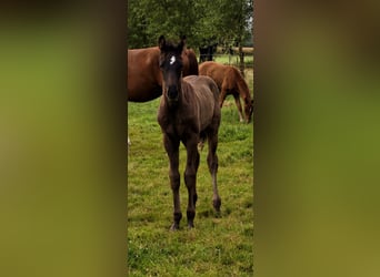 Hanoverian, Stallion, Foal (04/2026), Black