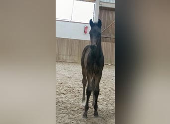 Hanoverian, Stallion, , Black