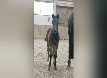 Hanoverian, Stallion, , Black
