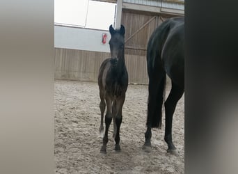 Hanoverian, Stallion, , Black