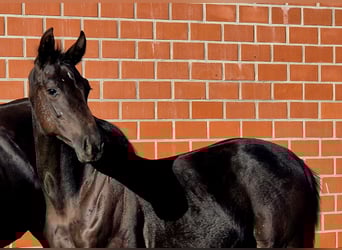 Hanoverian, Stallion, Foal (05/2025), Black