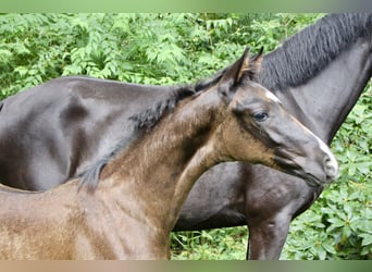 Hanoverian, Stallion, Foal (05/2025), Black
