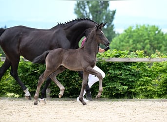 Hanoverian, Stallion, Foal (05/2025), Black