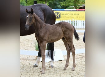 Hanoverian, Stallion, , Black