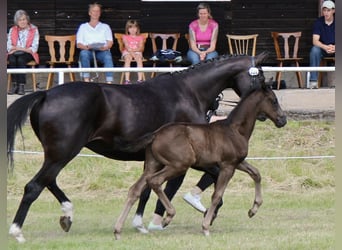 Hanoverian, Stallion, , Black