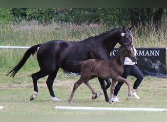 Hanoverian, Stallion, , Black