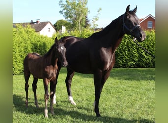 Hanoverian, Stallion, Foal (05/2025), Black
