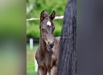 Hanoverian, Stallion, , Black