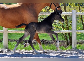 Hanoverian, Stallion, , Black