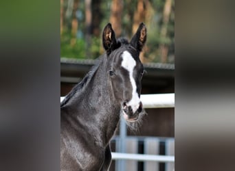 Hanoverian, Stallion, , Black