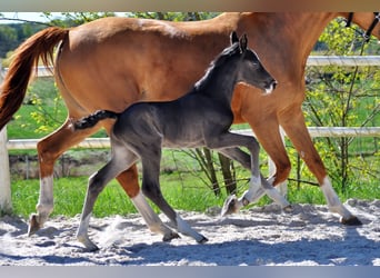 Hanoverian, Stallion, , Black
