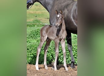Hanoverian, Stallion, , Black