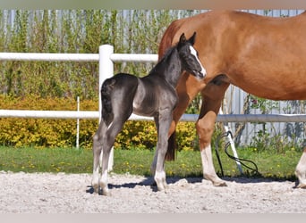 Hanoverian, Stallion, , Black