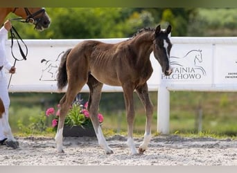 Hanoverian, Stallion, , Black
