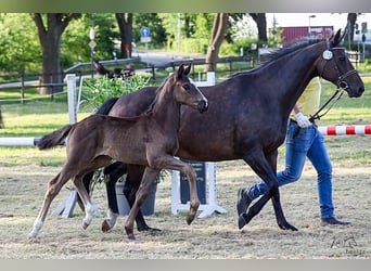 Hanoverian, Stallion, , Black