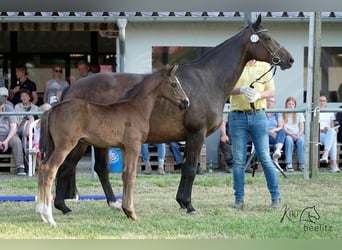 Hanoverian, Stallion, , Black