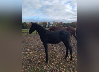 Hanoverian, Stallion, Foal (06/2023), Black