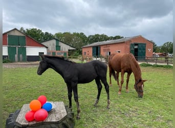 Hanoverian, Stallion, Foal (06/2023), Black