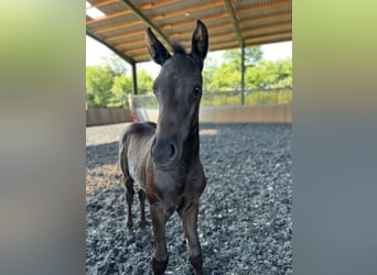 Hanoverian, Stallion, Foal (02/2025), Black