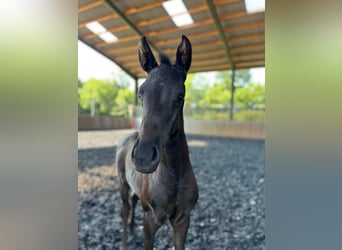 Hanoverian, Stallion, Foal (02/2025), Black