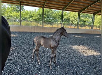Hanoverian, Stallion, Foal (02/2025), Black