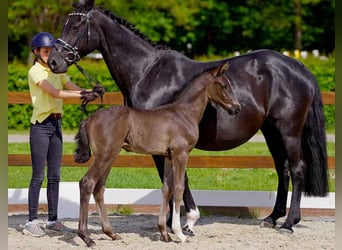 Hanoverian, Stallion, , Black