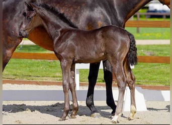 Hanoverian, Stallion, , Black