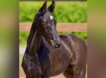 Hanoverian, Stallion, , Black