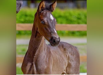 Hanoverian, Stallion, , Black